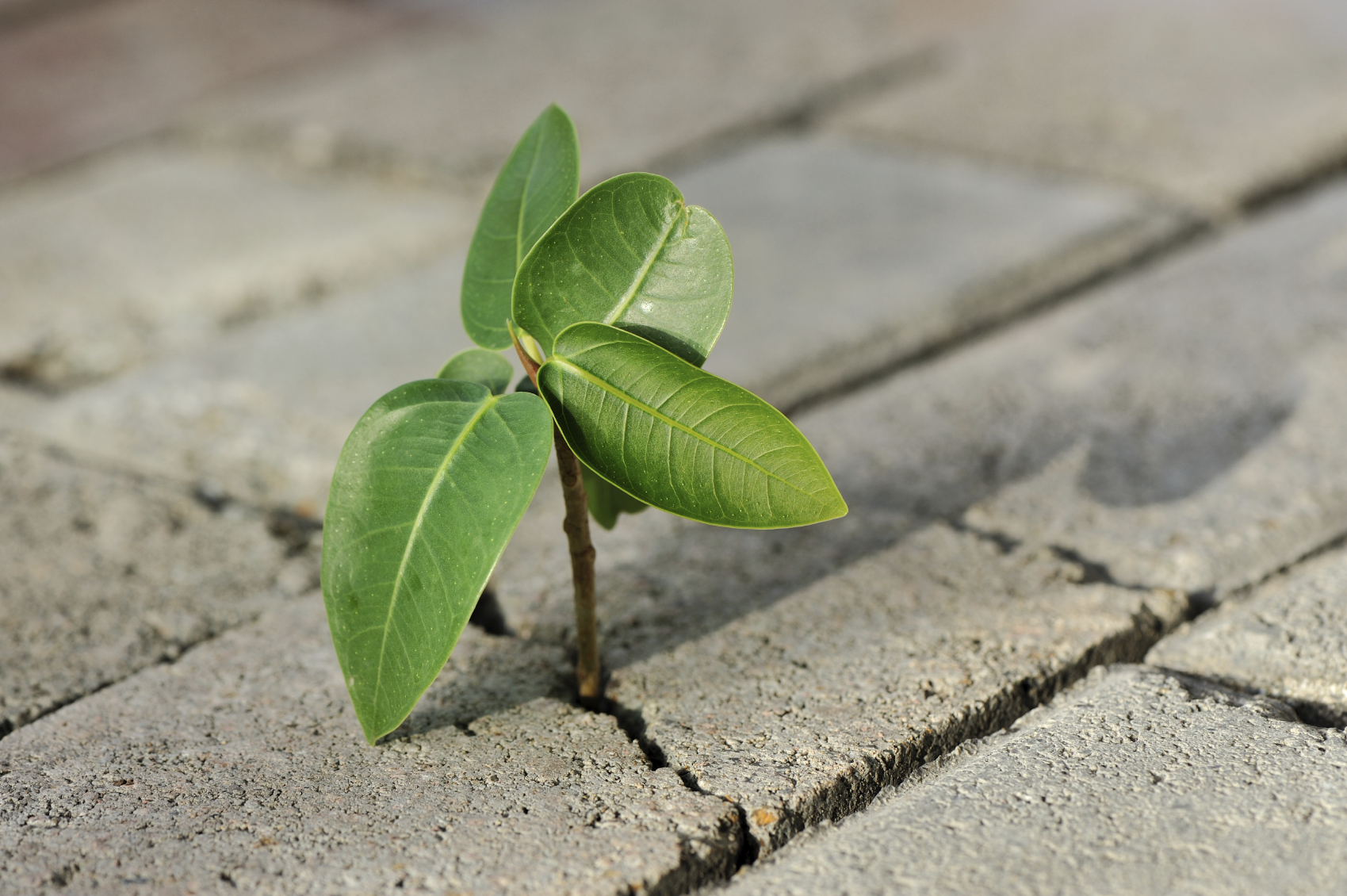 plant growing through concrete